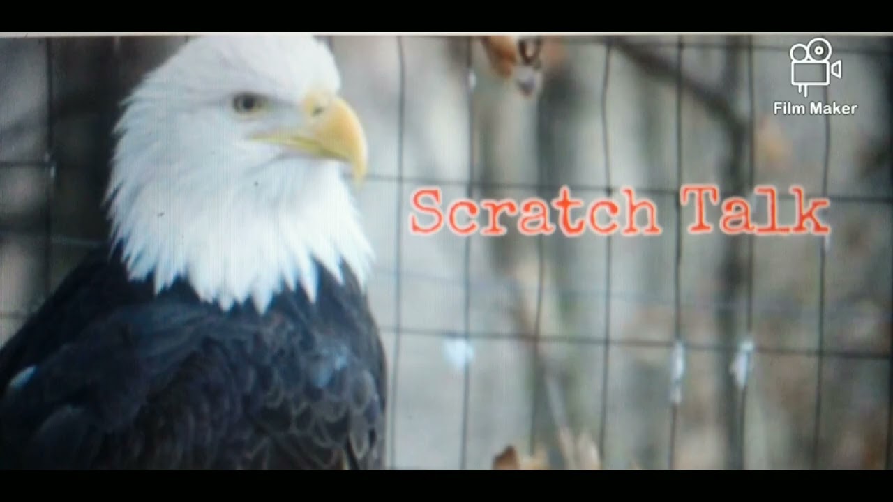 Scratch Talk 