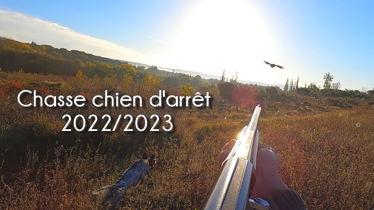 Chasse Petits Gibiers 2022/2023 (Faisans, Perdrix, Bécasse) Arrêts Setter Anglais