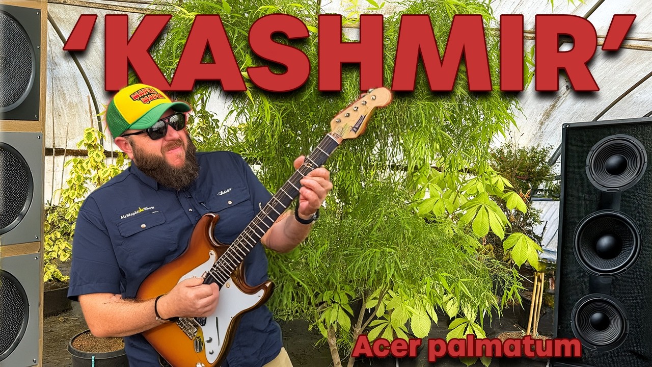 Отрывайтесь по полной с Acer palmatum 'Kashmir'! Невероятно уникальный японский клен. MrMaple.com