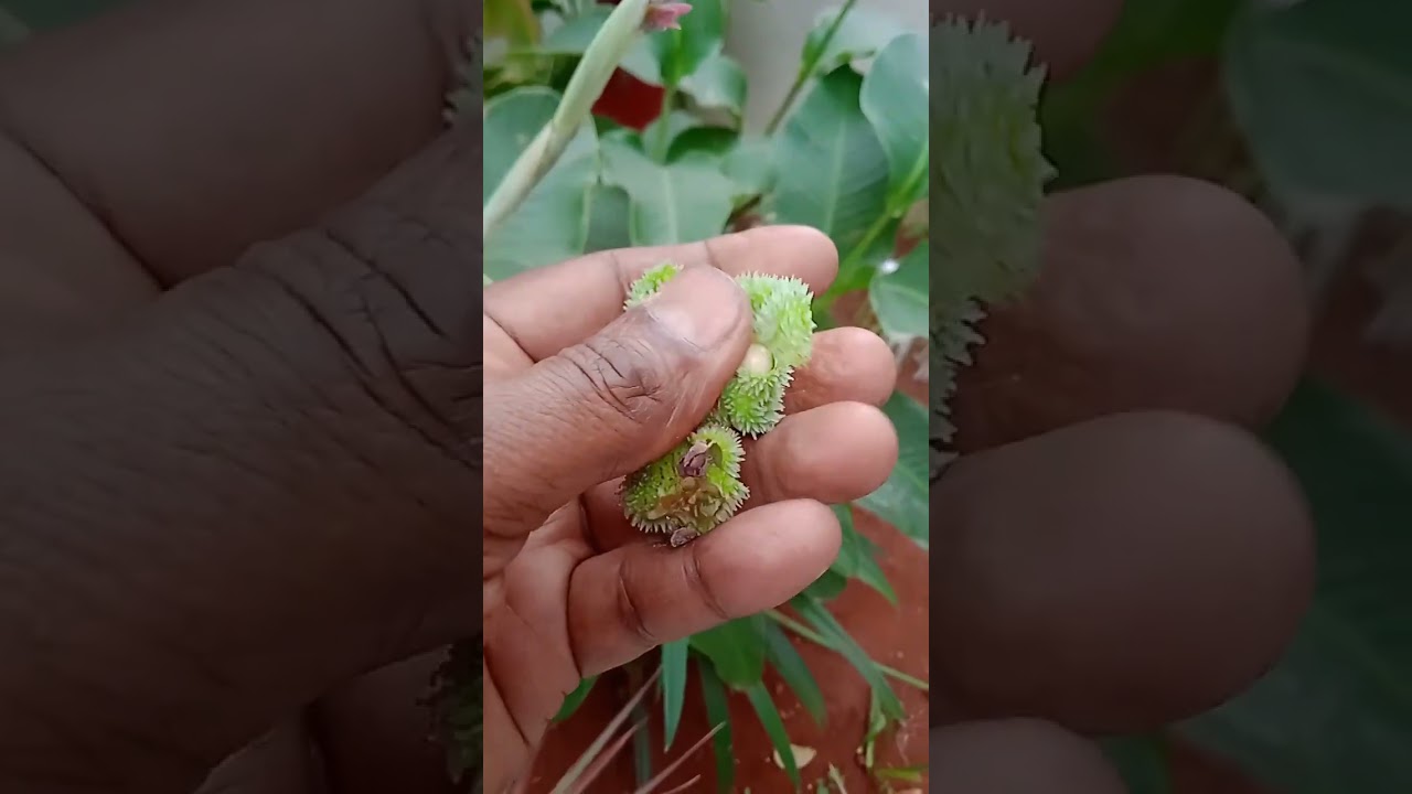 canna indica 💥💐💥 Hota seeds #naturebeauty #shortsvideo #viral #medicinalplants9