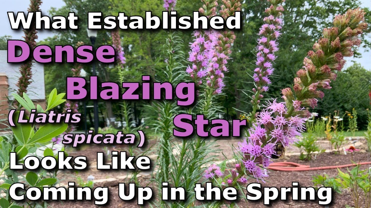 What Established Dense Blazing Star (Liatris spicata) Looks Like Coming Up in Springtime