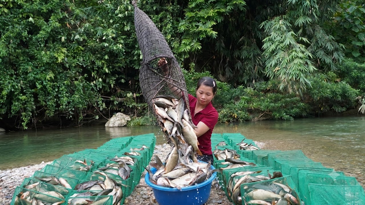Traditional Fish Traps: Catching Giant Stream Fish in the Countryside - Ph&ugrave;ng Thị Ch&agrave;i