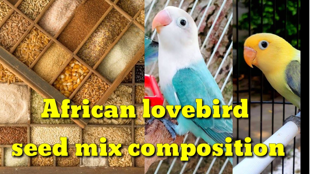 African lovebird seed mix composition | buy Amazon