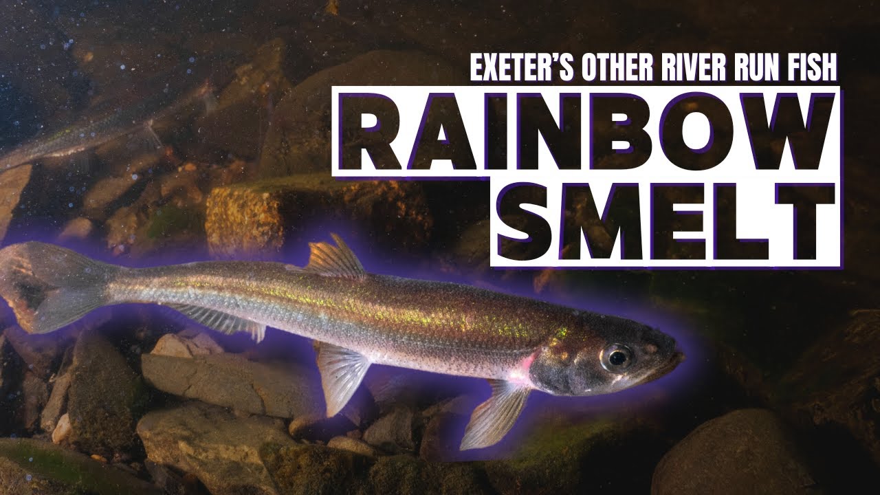 Netting for Rainbow Smelt || Exeter's Other Migratory Fish