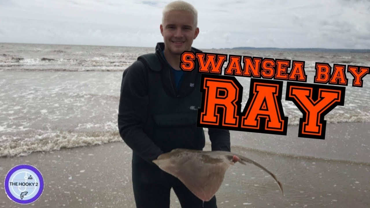 SWANSEA BAY BEACH FISHING UK - RAY IN THE BAY