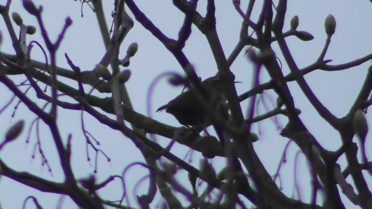 Wren bird lovely singing in Cambridge UK 27mar2021 417p