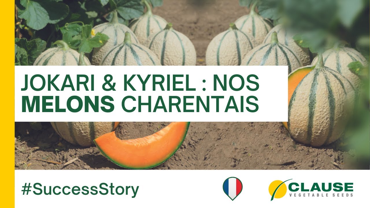 Pourquoi choisir les melons Charentais JOKARI F1 et KYRIEL F1 ? - #SuccessStory | HM.CLAUSE
