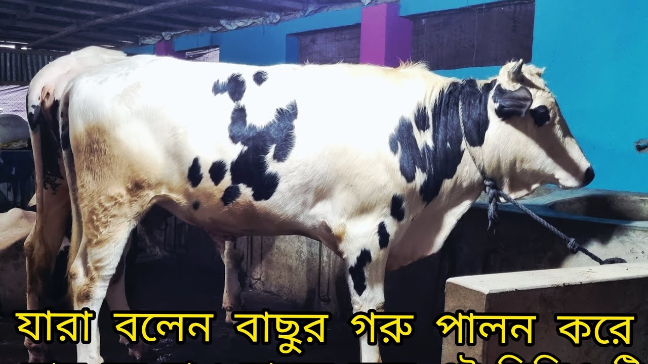 যারা বলেন বাছুর গরু পালন করে লাভ হয় না৷ তাদের জন্য এই ভিডিও টি৷ 🐂🐂