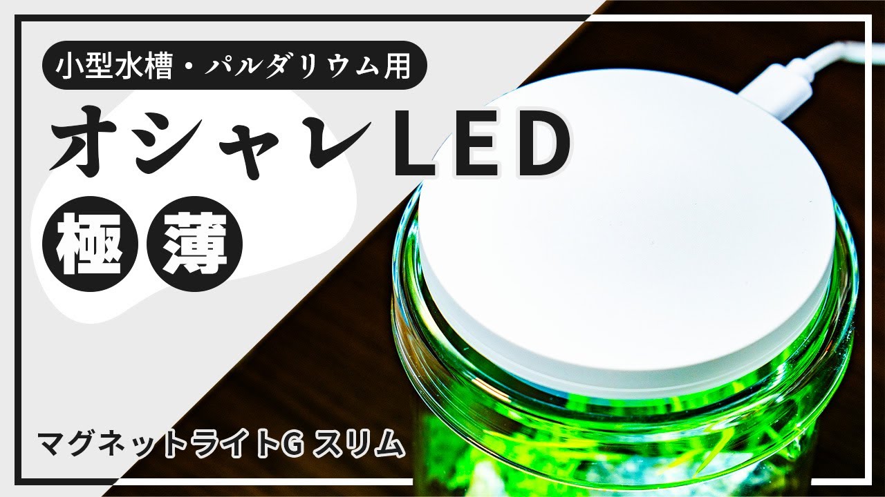 【ADA DOOA 新商品】マグネットライトGスリム スペック・使い方を紹介！マグネットライトGとの比較もあり【アクアリウム・パルダリウム用植物育成LEDレビュー】