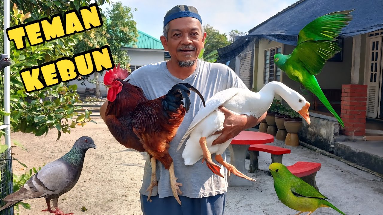✅️ Petang Yang Paling Syahdu. Main Dengan Haiwan Ternakan!