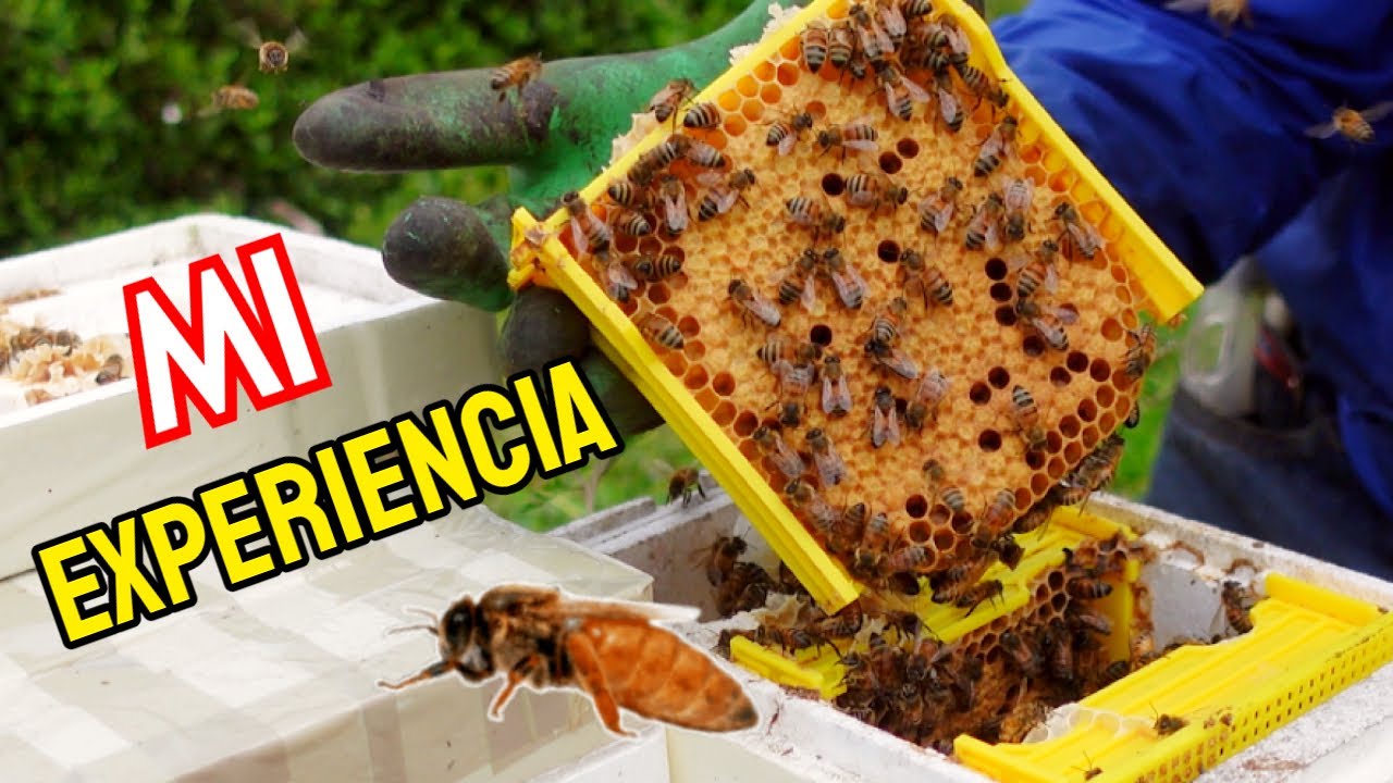 Una forma mas Fácil para criar Abejas Reinas con pocas abejas.