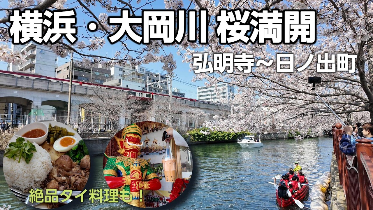 【2026満開】横浜・大岡川の桜並木 弘明寺〜日ノ出町5km全行程散策＆ディープな「タイエリア」でランチ