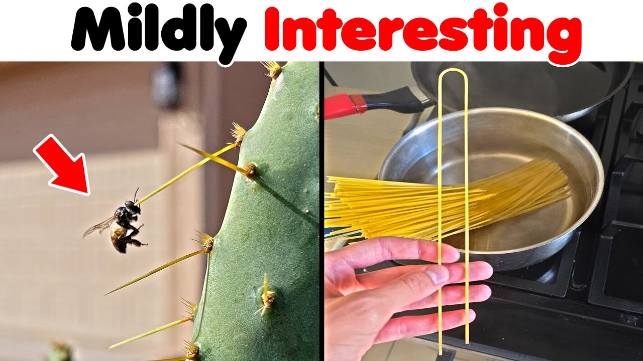 Mildly Interesting Photos You Need To See!