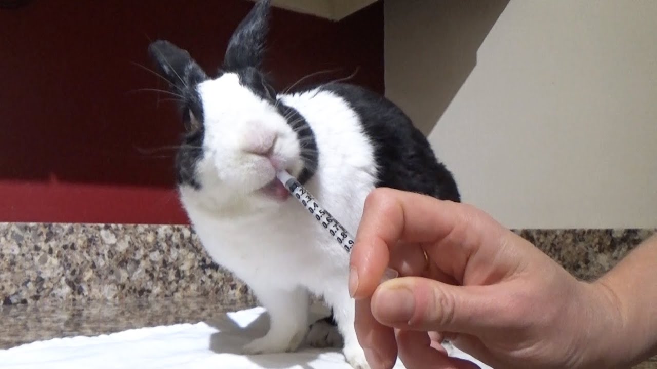 Rabbit taking his sneezing medicine