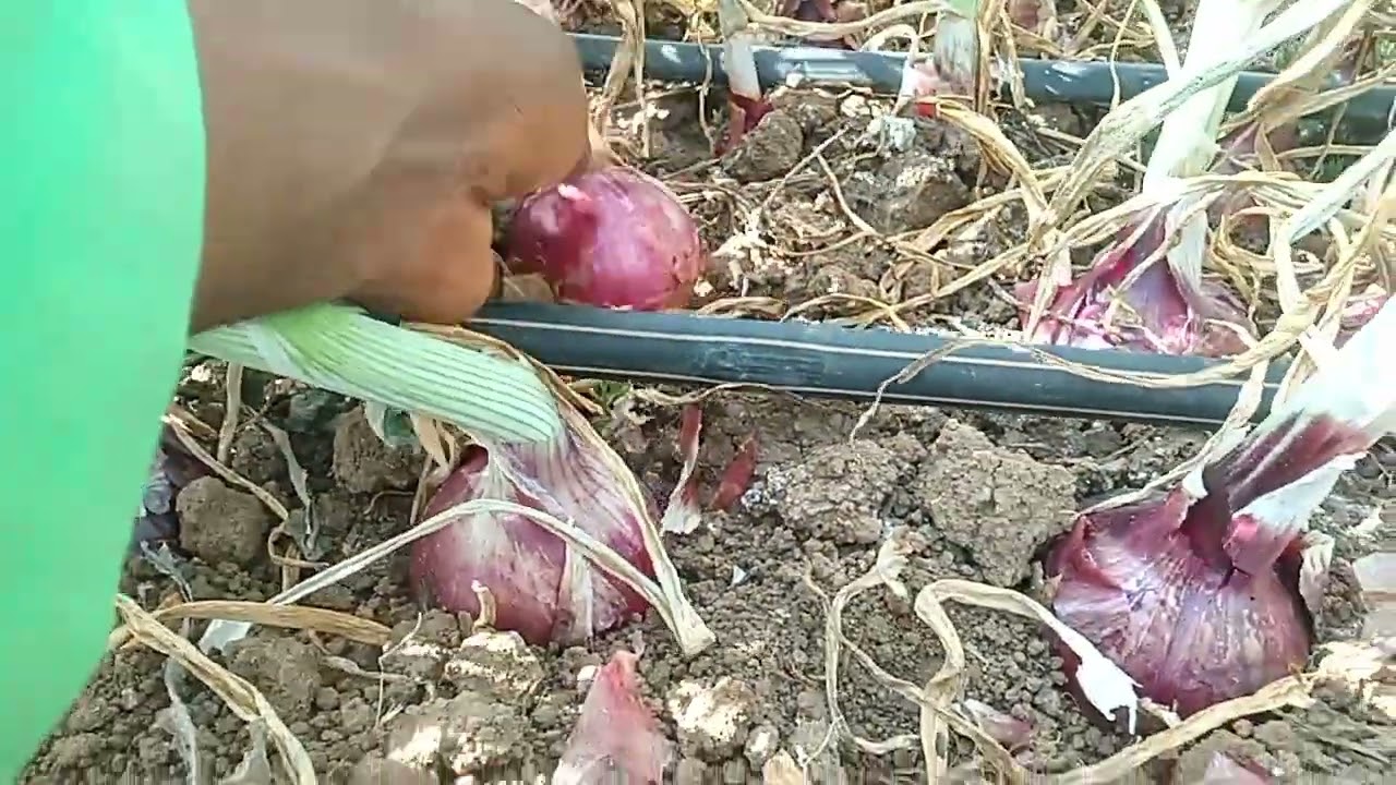 КАК СТАТЬ УСПЕШНЫМ ФЕРМЕРОМ ПО ВЫРАЩИВАНИЮ ЛУКА
