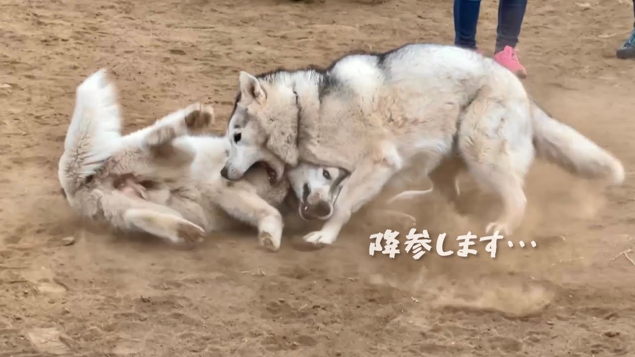 【砂まみれ】砂埃の中、好きな子にコテンパンにやられるシベリアンハスキーがこちらww