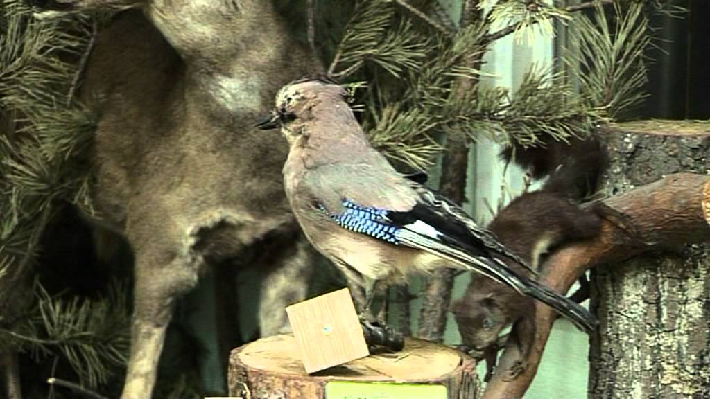 Tuchola film popraw