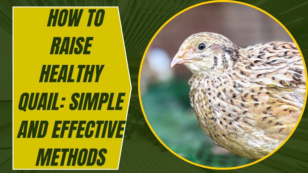  How to Raise Healthy Quail: Simple and Effective Methods#chicken #quailfarming #quail 