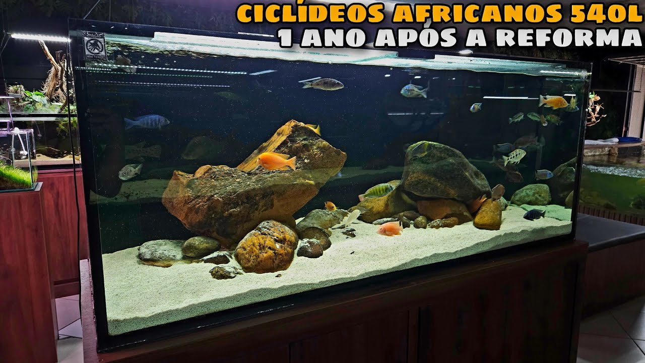 AQUÁRIO DE CICLÍDEOS AFRICANOS DE 540L APÓS 1 ANO - CICLÍDEOS BAGUNÇAM TODO AQUÁRIO?