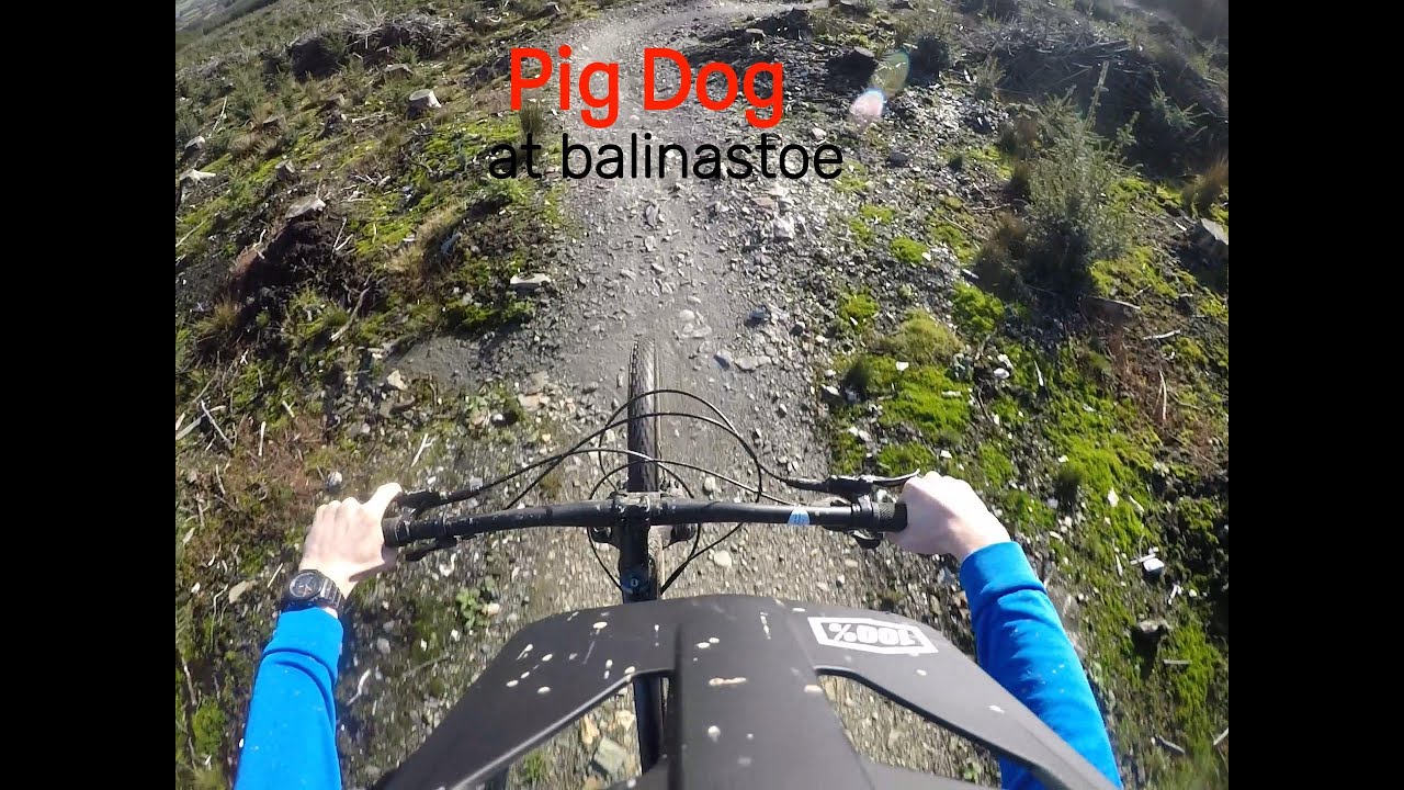 Pig Dog - first hits