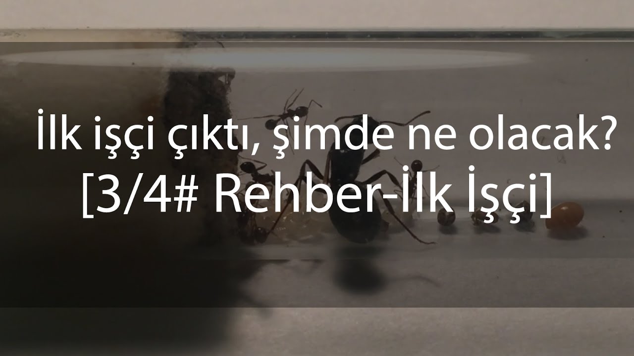 İlk işçi çıktı şimdi ne yapmalıyım?