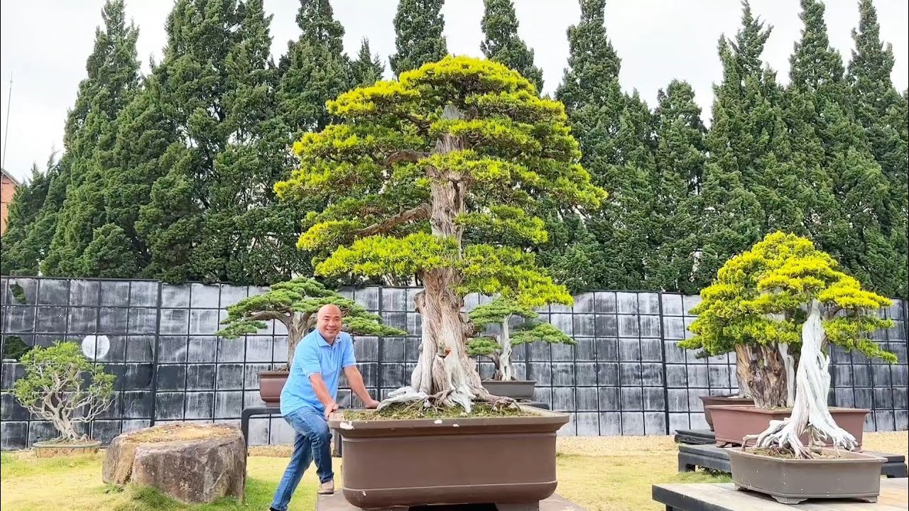 Vườn Bonsai Lá Kim Cực Đẹp Tại Vườn Hoa Đà Lạt 