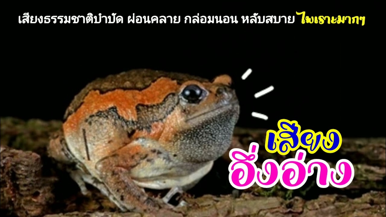 เสียง(อึ่งอ่าง)ร้อง บรรยากาศหลังฝนตก🌧️ กล่อมนอน หลับสบาย🌌 #stupid noise