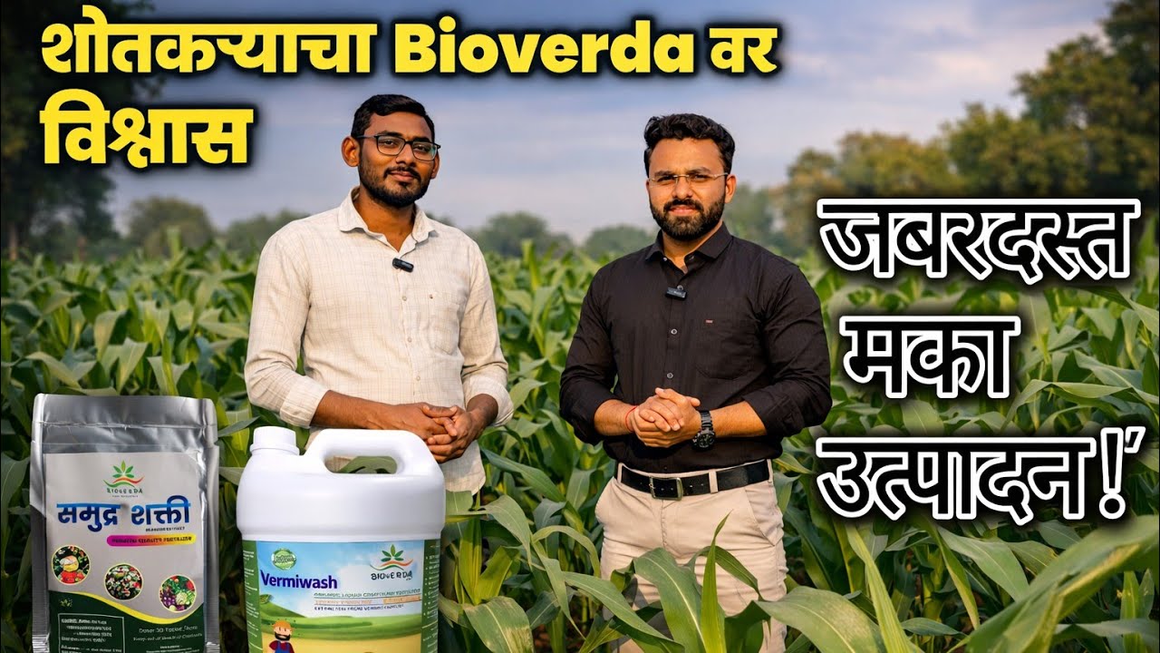 ☘️Bioverda मुळे जबरदस्त मका उत्पादन | शेतकऱ्यांचा विश्वास Bioverda वर!🌽🌽