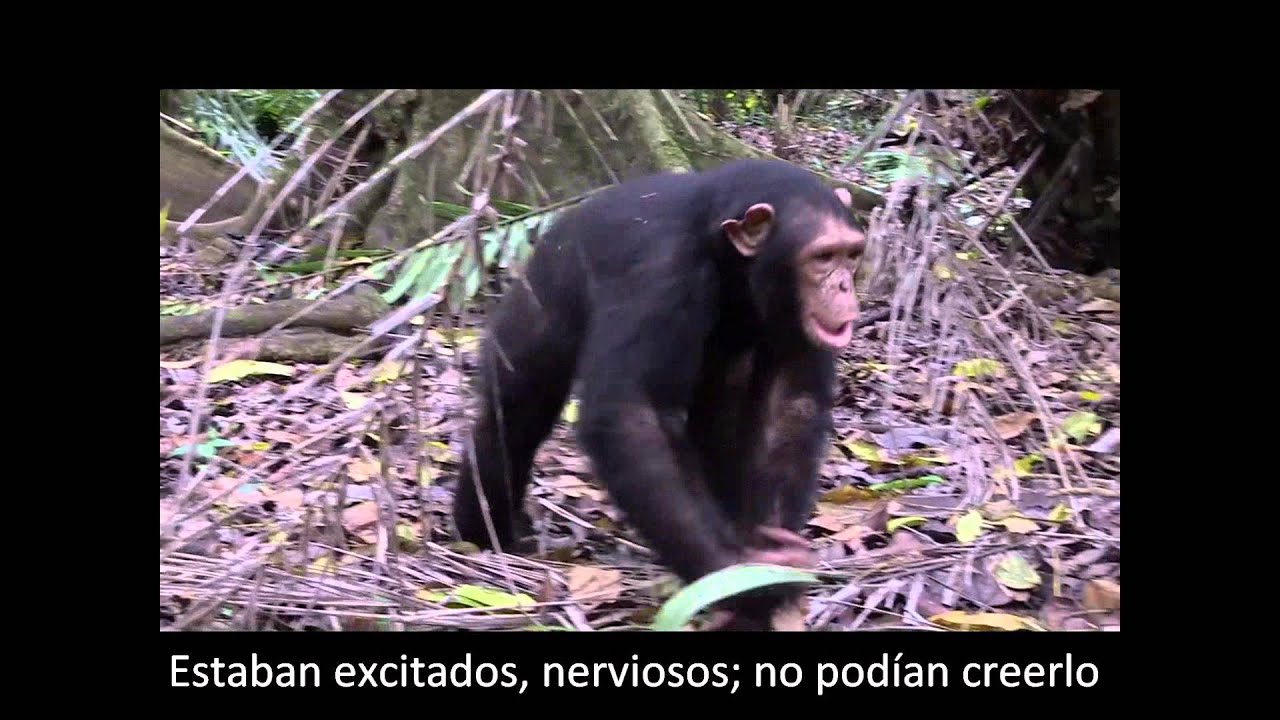La historia de Motambo, el chimpancé que volvió a la vida