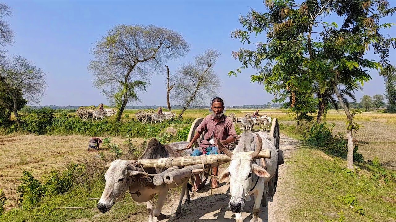 Bullock Cart Go for Paddy Load | Bullock Cart Ride | Cow cart Videos
