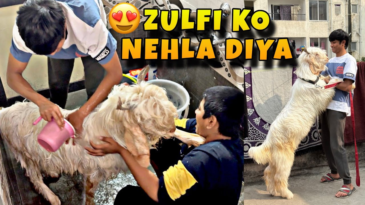 Finally Aaj Zulfi Ko Nehla Diya 😍 || MD ANAs VLOGs