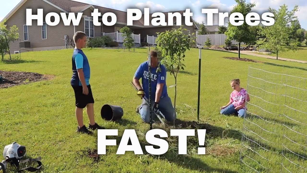How we plant Trees! FAST!