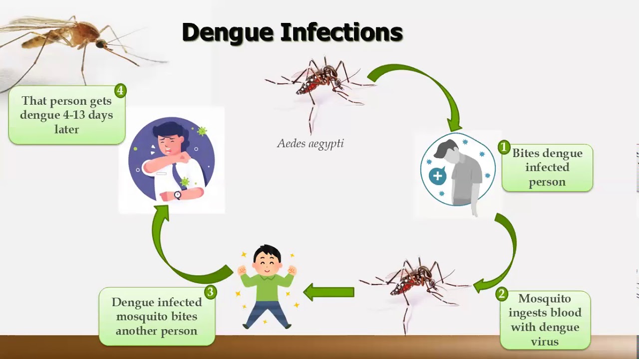 Basic Information of Dengue