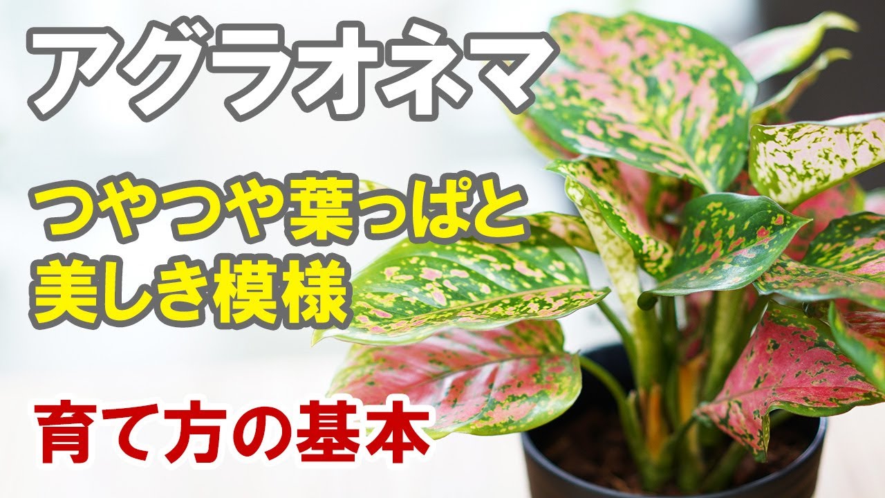 アグラオネマの育て方　耐陰性もあるからいろんな場所に置けます！植え替えのタイミングなど