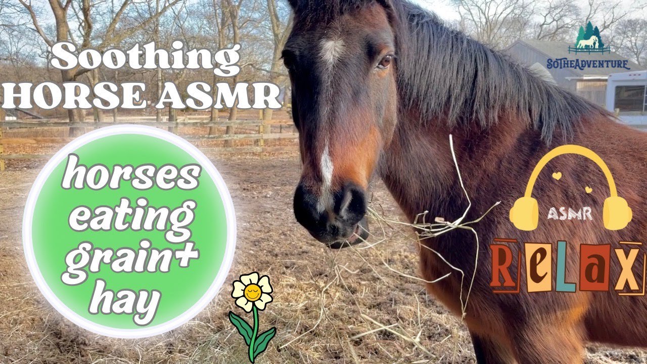 Horses Eating ASMR HAY & GRAIN~Soothing Sounds For Relaxation | Crunching Chewing Chomping🎧🐴