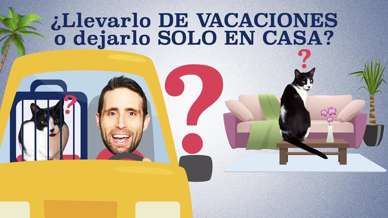 ¿Llevarte a tu GATO si te vas DE VIAJE, dejarlo SOLO EN CASA o mejor con OTRA PERSONA? 🚗😾 🆚 🏠😿