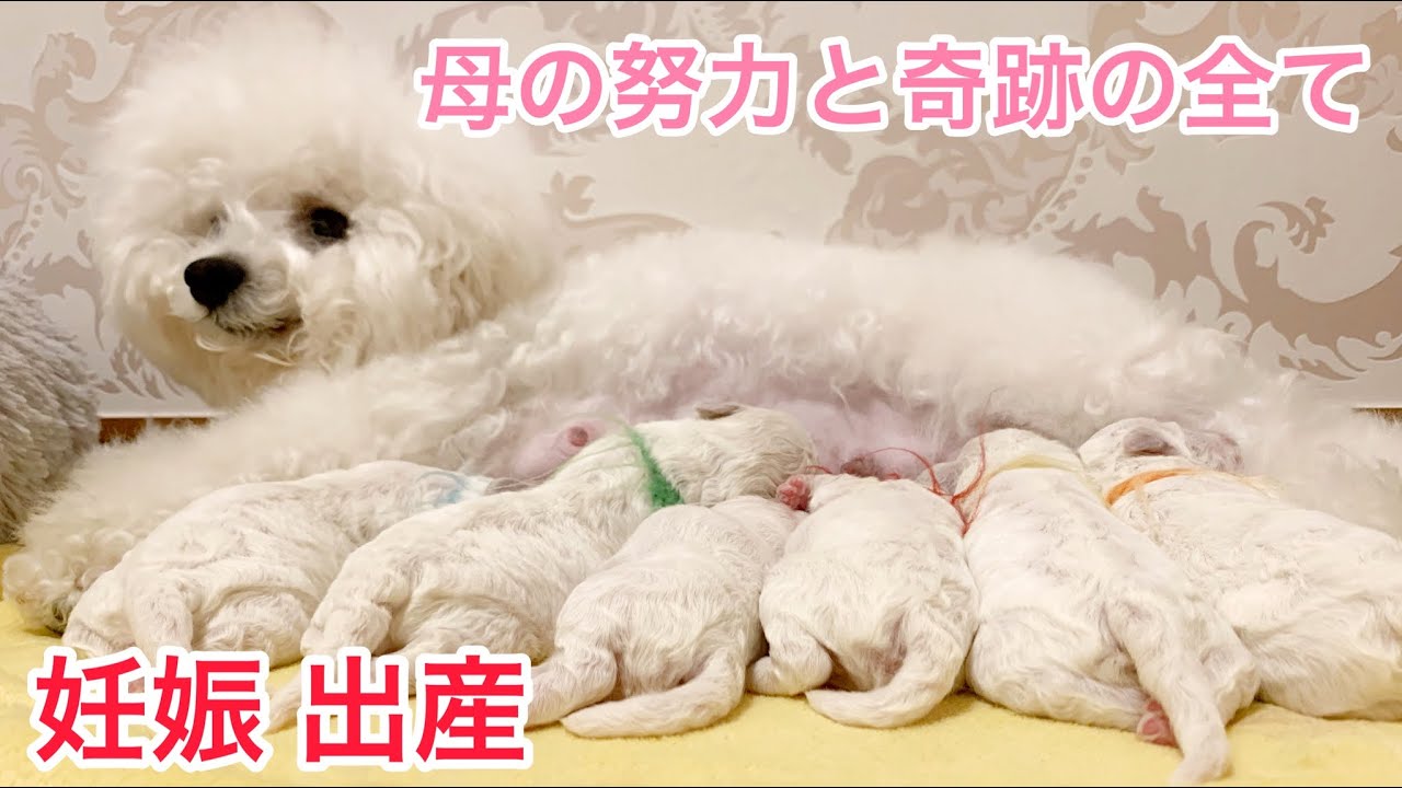 子犬ちゃんが家族になるまでの母の努力🤱ビションフリーゼ三姉妹ロコの赤ちゃん達🤱奇跡のストーリー✨