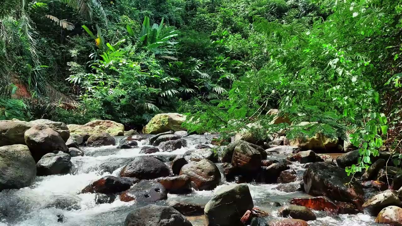 Tropical Forest River Sounds for Deep Relaxation, Focus & Stress Relief