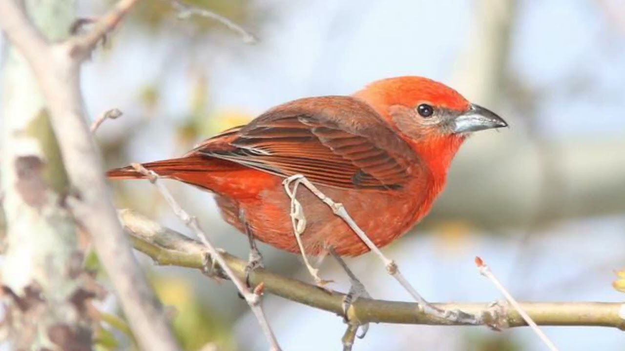 Hepatic Tanager Bird Song Video-Bird Songs Western North America-Nature Sounds Sleep Peace