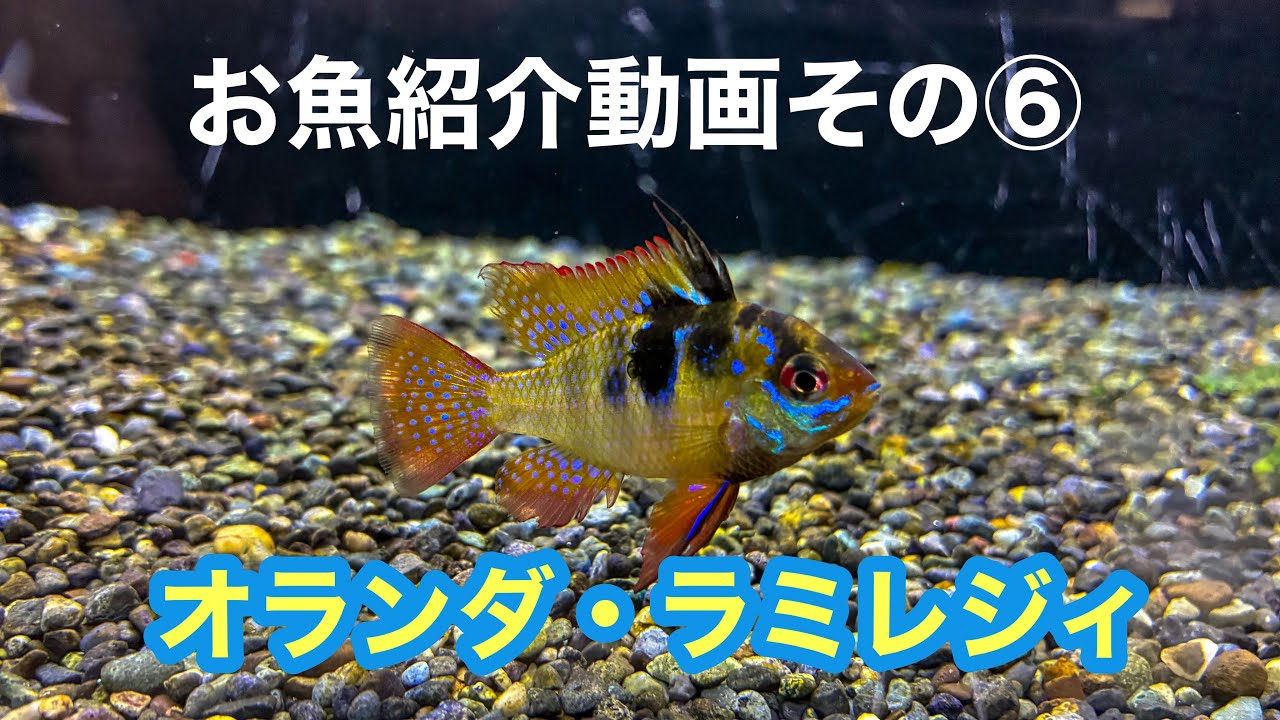 お魚紹介シリーズ⑥オランダ・ラミレジィ