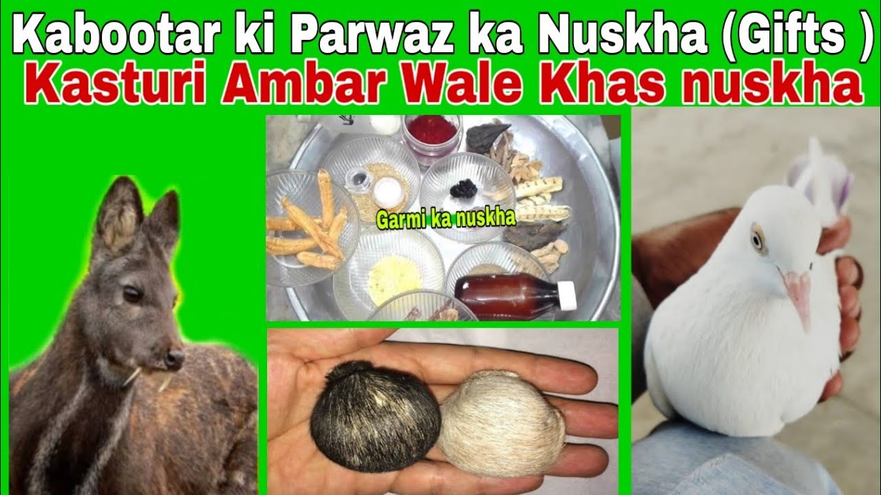 NUSKHA PARWAZ FOR PIGEONS KASTURI WALA|Kasturi ka Khas parwazi nuskha for Pigeons