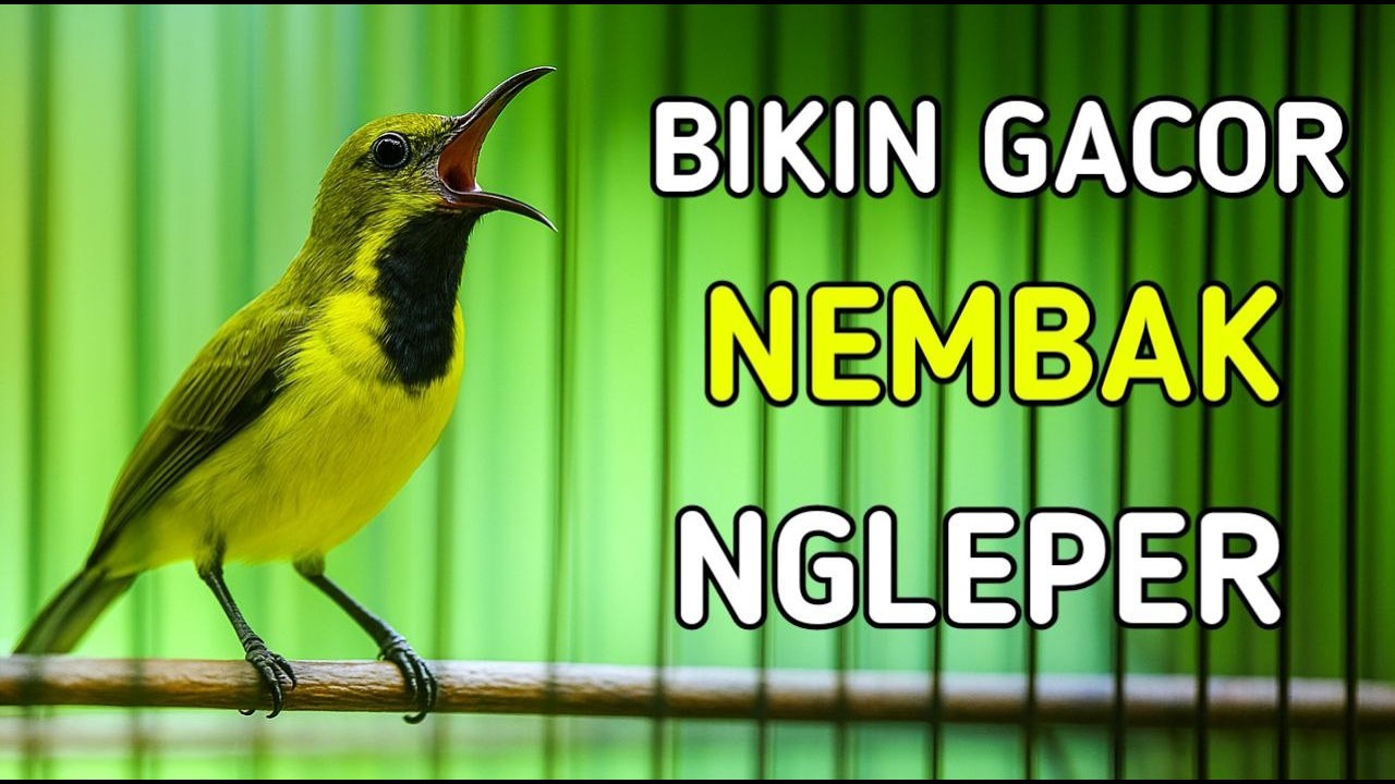 Pancingan sogon ampub bikin nembak ngleper seketika
