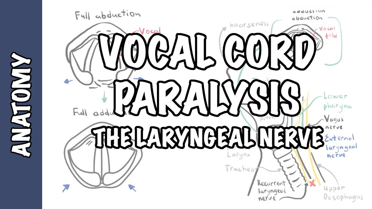 Laryngeal Nerve Palsy or Paralysis (Anatomy, physiology, classification, causes, pathophysiology)
