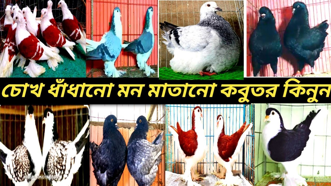উন্নত জাতের কবুতর সরাসরি কবুতর করুন খামার থেকে রাব্বি ভাই লাহোরে শকিং রেসার রাজগোল্লা ইত্যাদি 