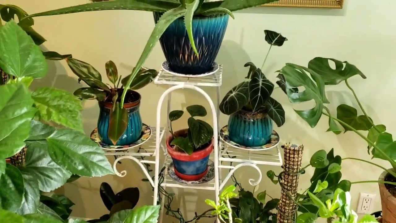 Indoor plants..