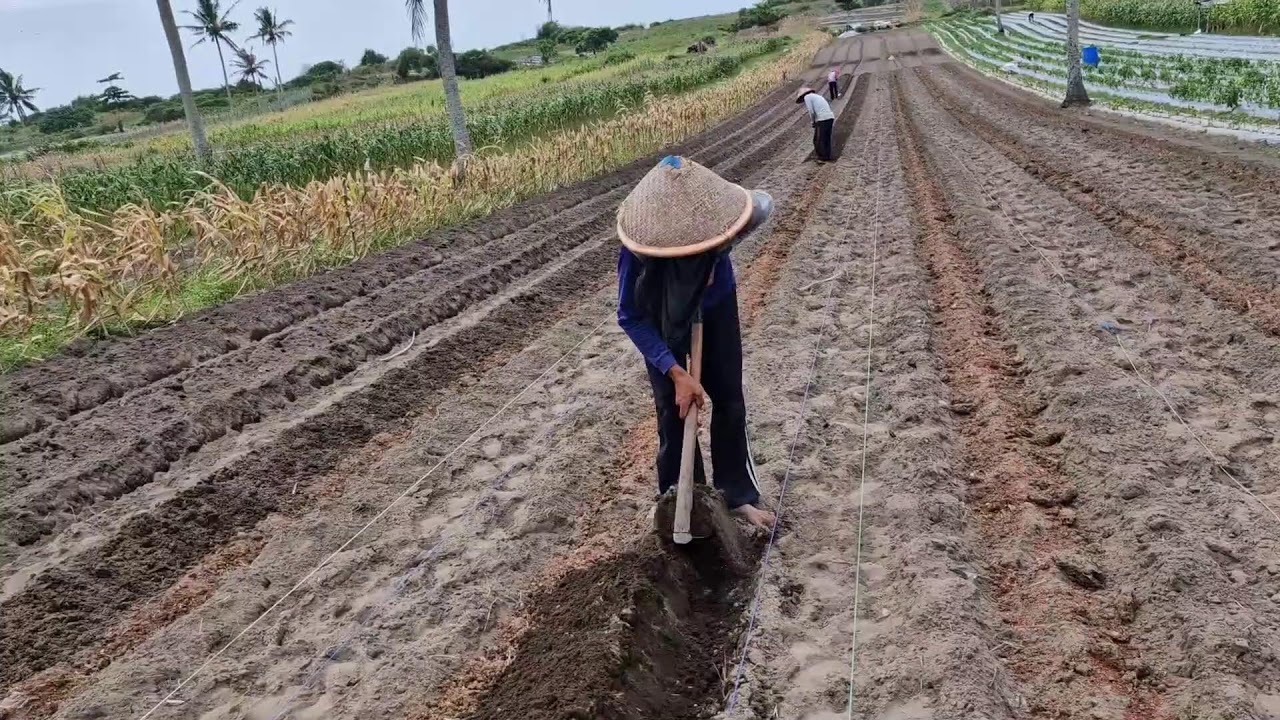 TRADITIONAL HOE MAKES COVERING COMPOST ON GARDEN BEDS EASY! - Agriculture Tools