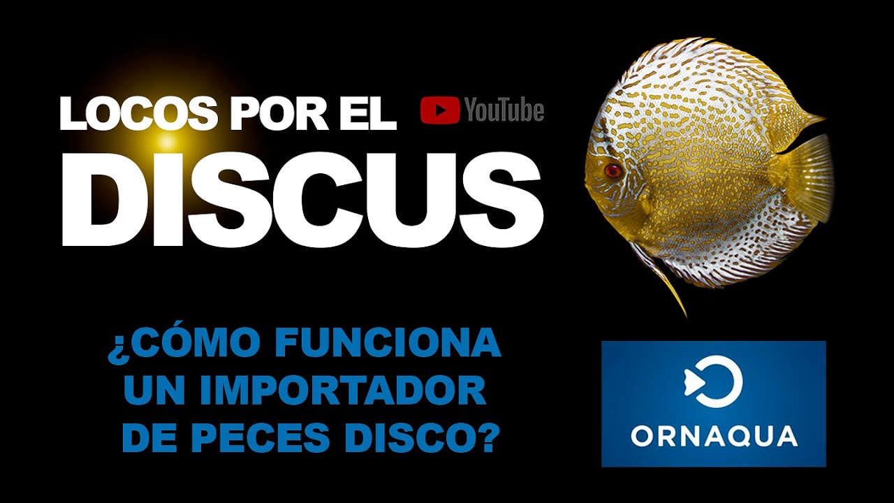 ¿CÓMO FUNCIONA UN IMPORTADOR DE PECES DISCO?