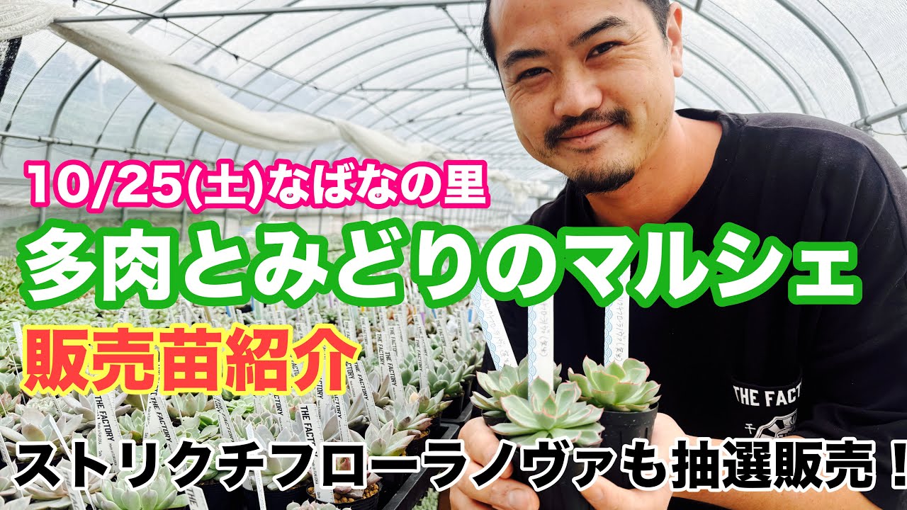 【多肉植物製作所】ストリクチフローラノヴァ販売致します！