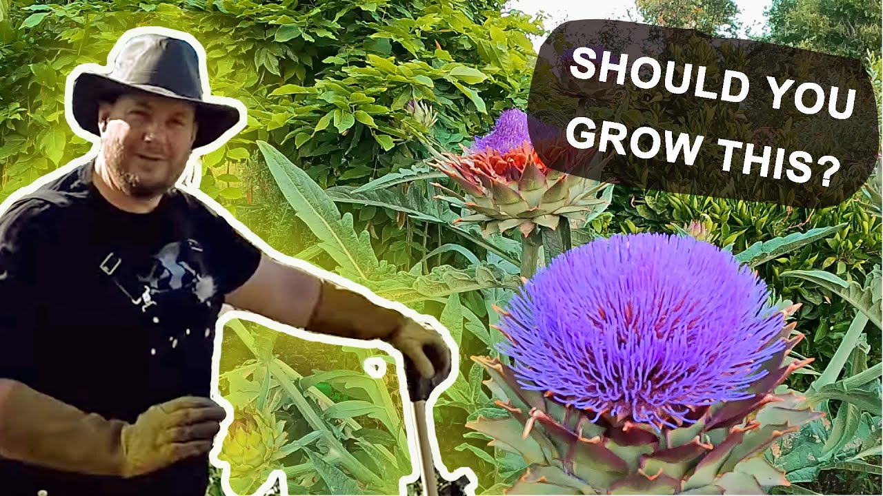 Why Is The Cardoon (Cynara cardunculus) Plant Such A Wonderful Garden Crop To Grow?