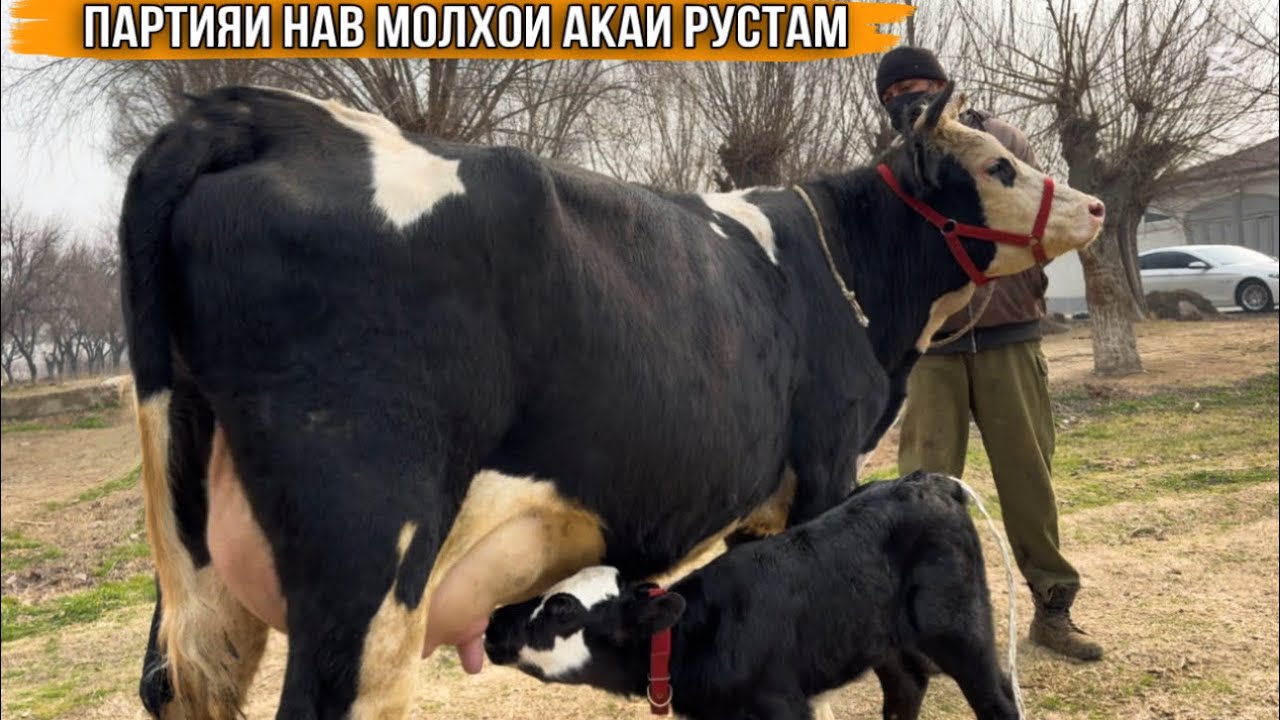 5-Сар МОЛҲОИ АКАИ РУСТАМ ПАРТИЯИ НАВ 11 февраля 2026 г.